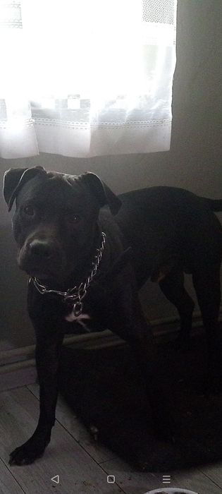 Reproduktor American Pitbull terrier