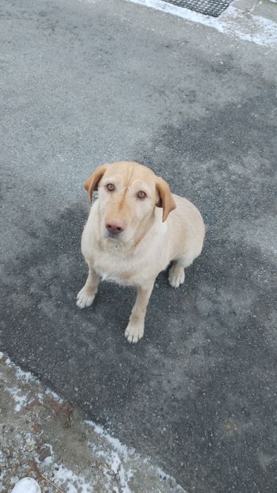 Oddam w dobre ręce 3 letnią suczkę labradora