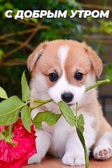 Отдам бесплатно суку 2года и  щенка 7 месяцев.