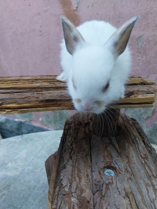 Coelhos anões cabeca de leão  /minilop/nederland dwarf