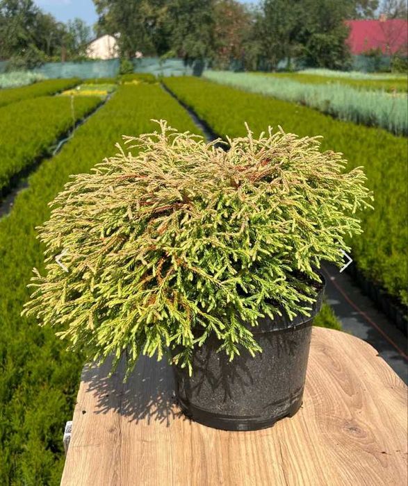 Туя Голден Таффет горщик 3л.