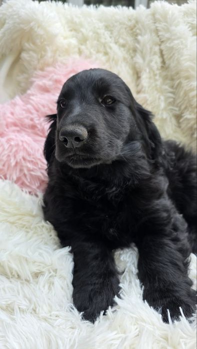 Cocker spaniel angielski chlopiec piesek o cudownym charakterze