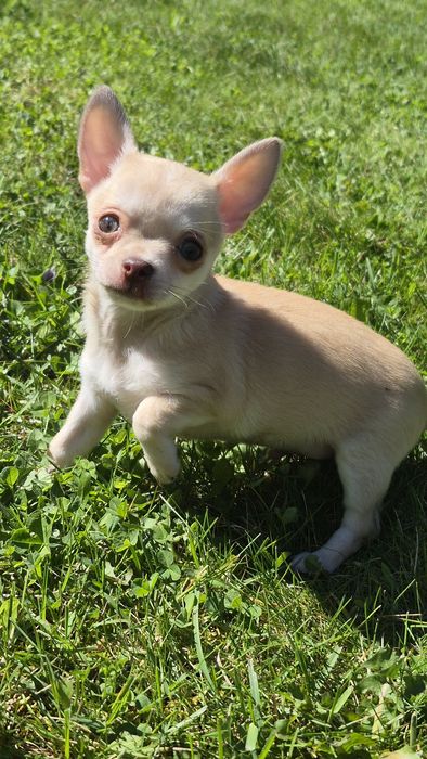 Piesek  chihuahua gotowy do odbioru