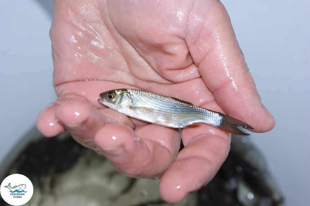 Narybek bolenia, świnki, certy, klenia, jazia zarybianiestawu