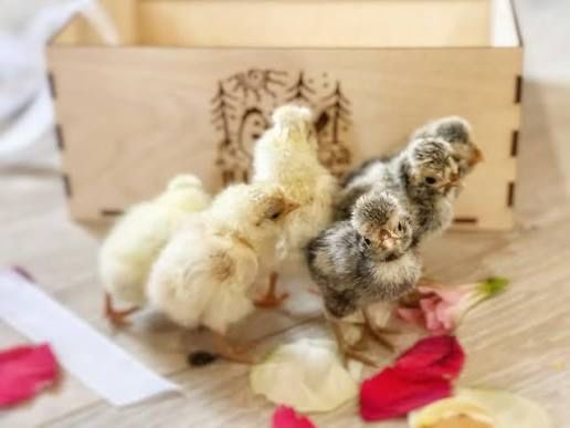 Курчата падуани ,амераукана