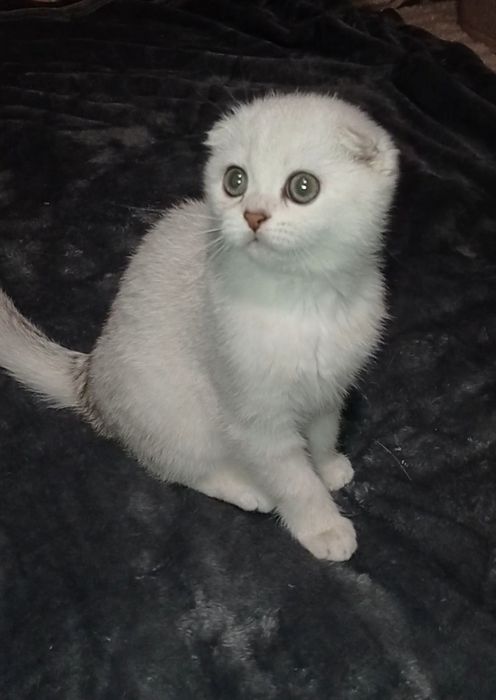 Кошеня фолд дівчинка срібна шиншила