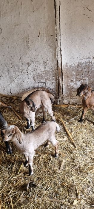 Козлик. Коза. Англо-нубийска.