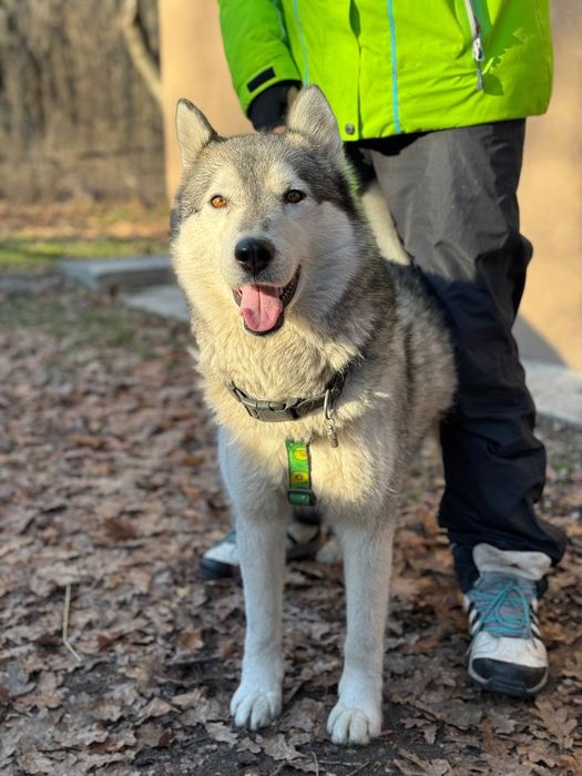 Хаски в заботливые руки
