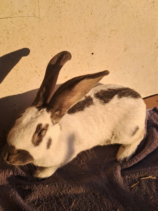 Sprzedam samice OSN zakocona