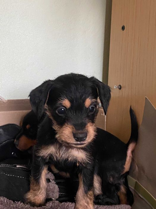 Ексклюзивні цуценята