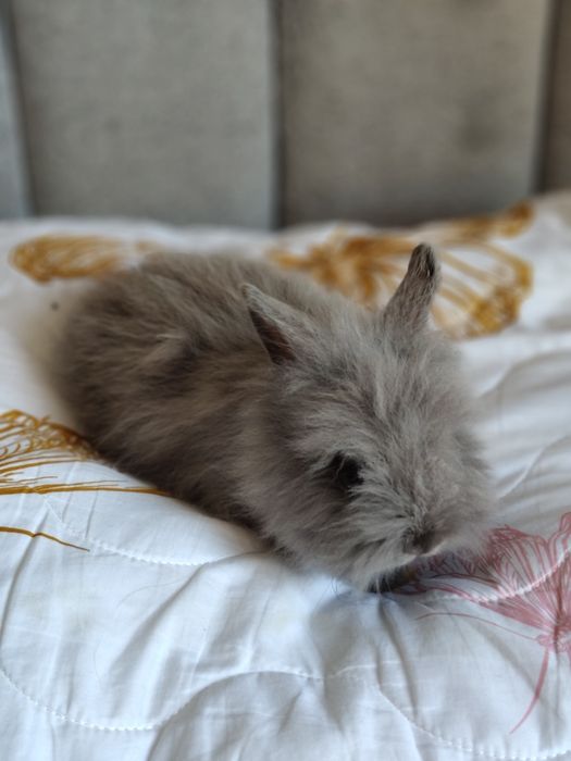 Sprzedam króliczki rasyi  Teddy