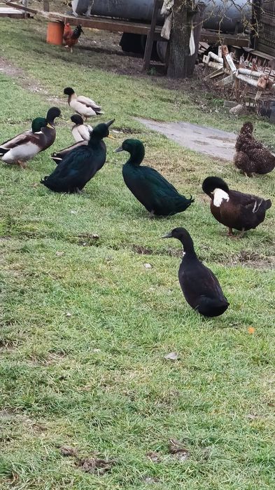 kaczki krzyżówki kajugi mieszane