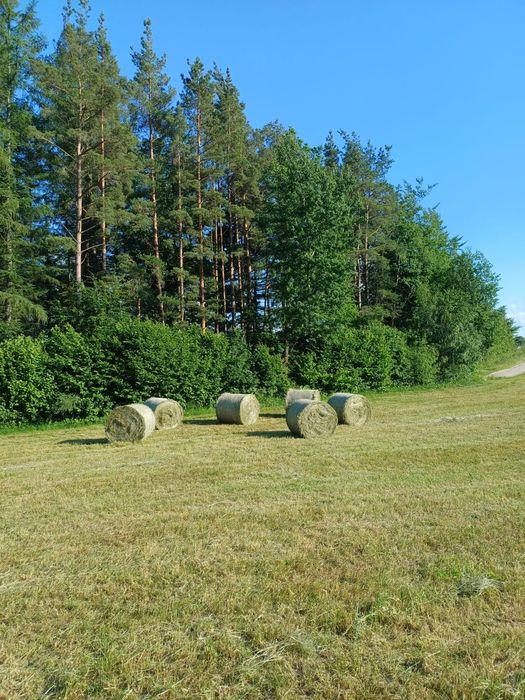 Siano tegoroczne w dobrej  jakości 120×120