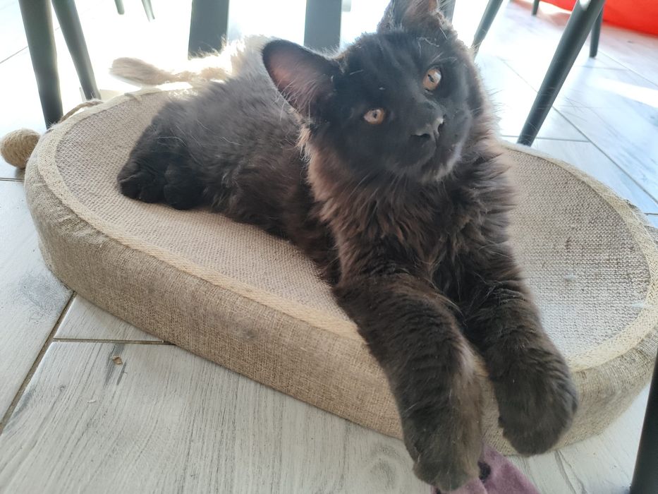 Czarny kocurek Maine Coon
