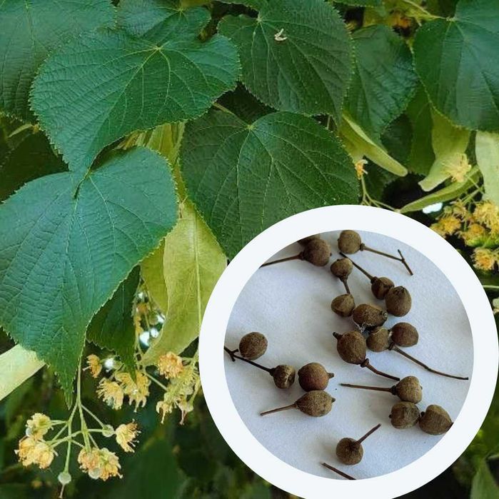 Липа насіння (5 видів) семена є безкоштовна доставка