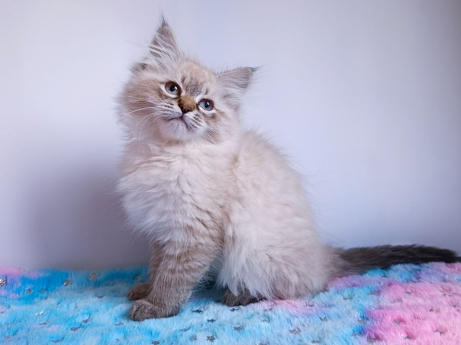 Мила клубна невська маскарадна дівчинка Blanche