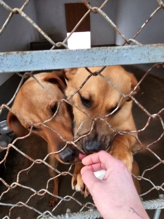 Maluchy zamarzają! Uratuj je z lodowatego betonu. Domy tymczasowe!