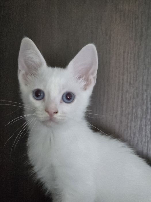 Кот манчкин лонг, 2.5 мес