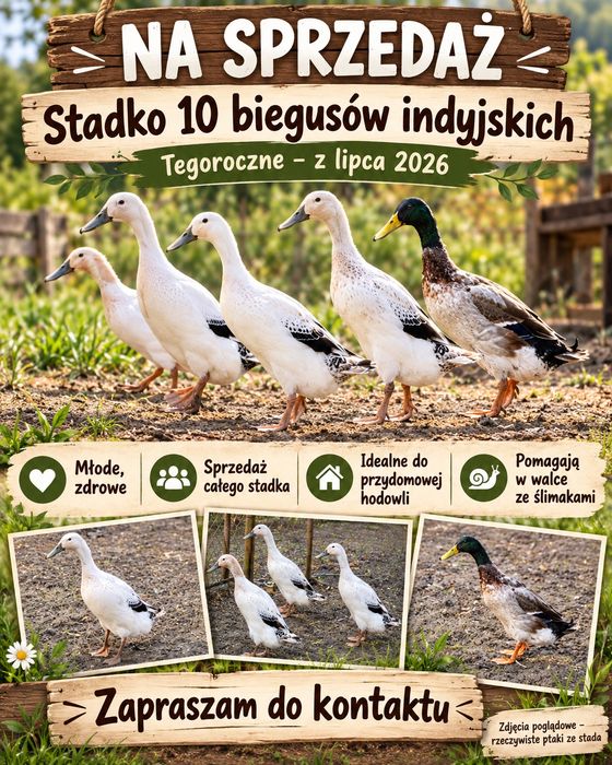 Biegusy Kaczki Tegoroczne Anty ślimak