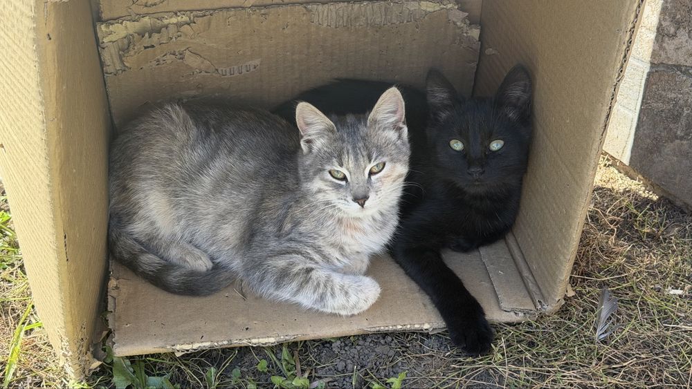 Чорний котик в ДОБРІ руки