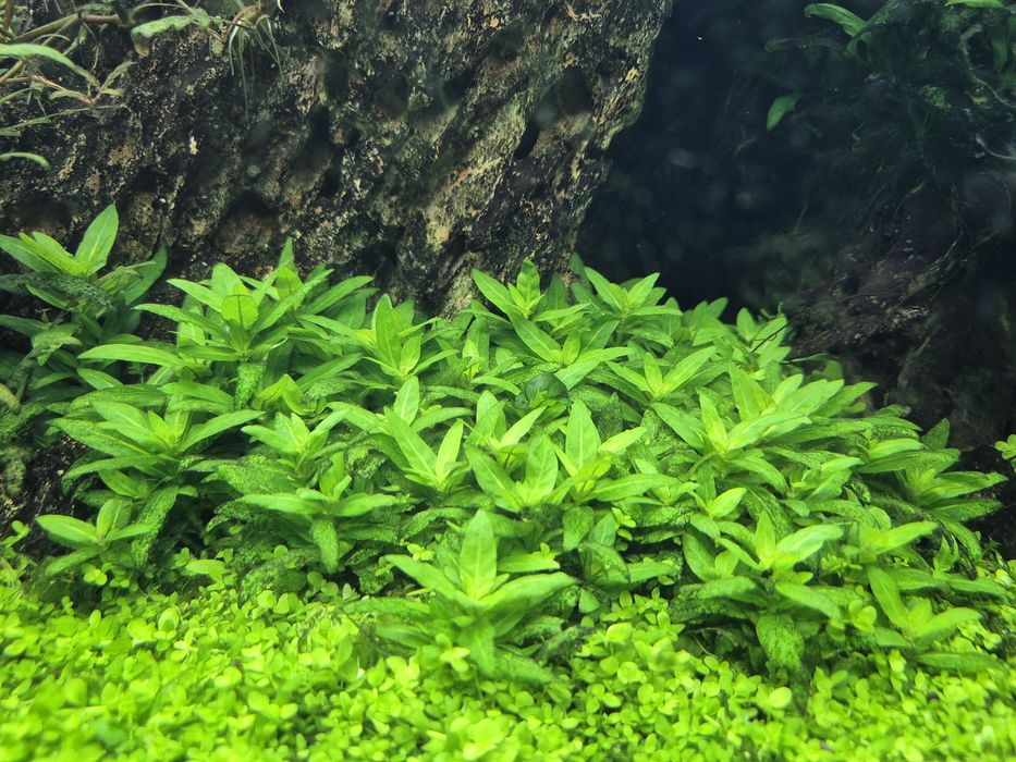 Akcesoria akwariowe zamienię na małe akwarium