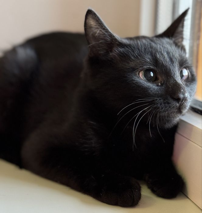 Кошеня (дівчинка, вік 7 міс)