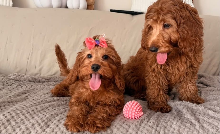 Cockapoo (Cocker Spaniel/ Pudel)