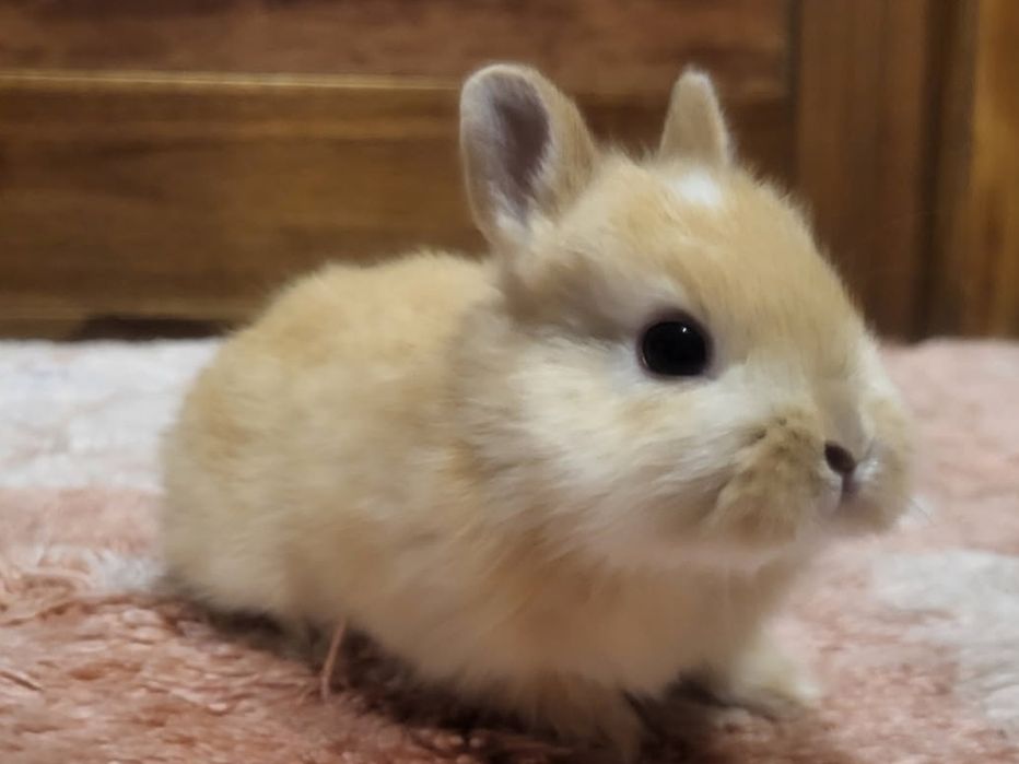 Miniaturowy króliczek