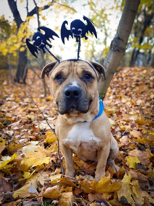 Łagodny i grzeczny amstaff Carlos szuka domu