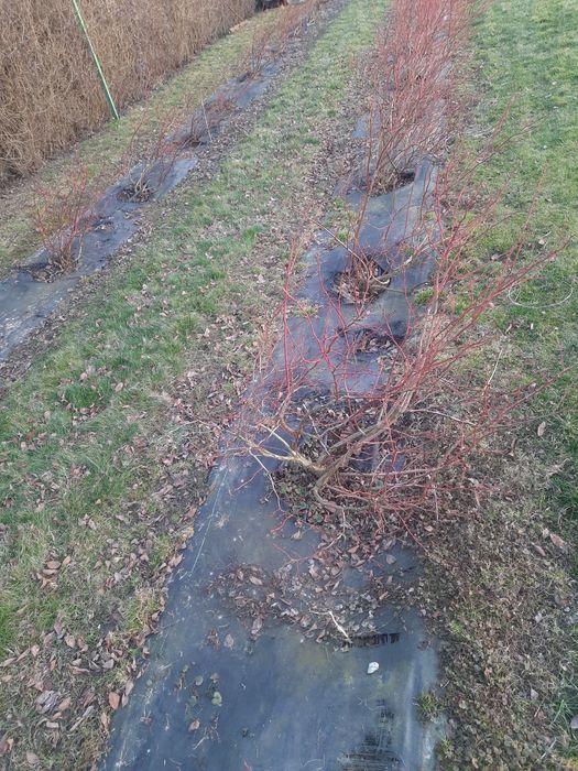 Borówka amerykańska duke 7 letnia