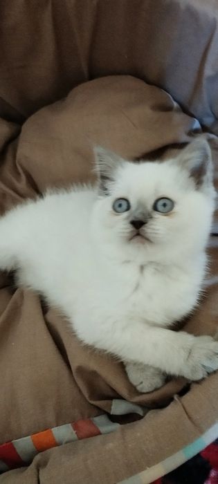 Шотландские скоттиш фолд и страйт девочки