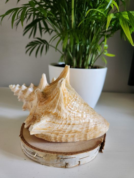 Duża muszla morska 18 cm – różowa koncha | dekoracja boho naturalna