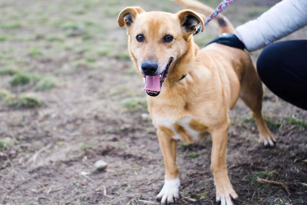 7 letni Roko szuka domu!