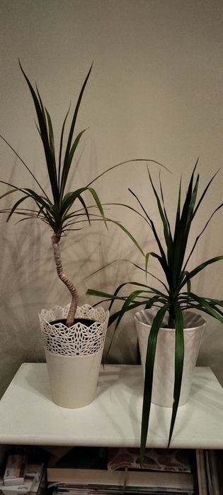 Dracena obrzeżona