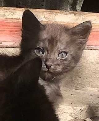 Подарю миленького котенка, девочку