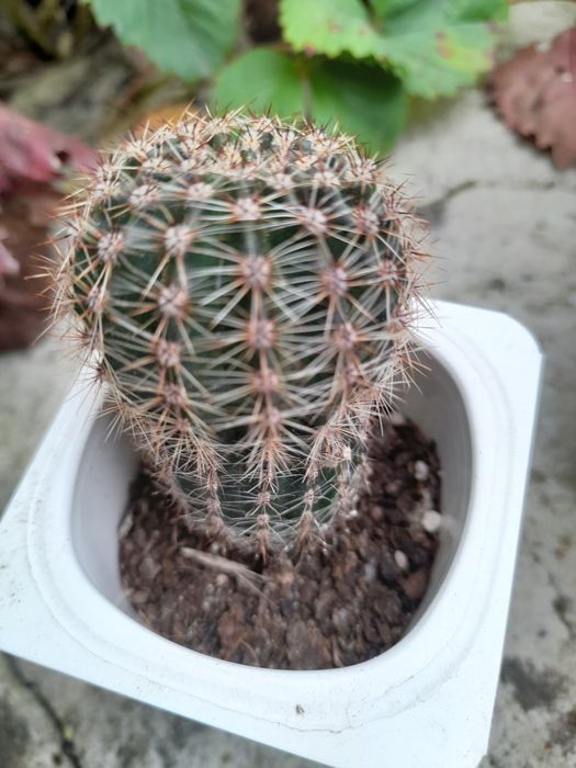 Продам кімнатні квіти