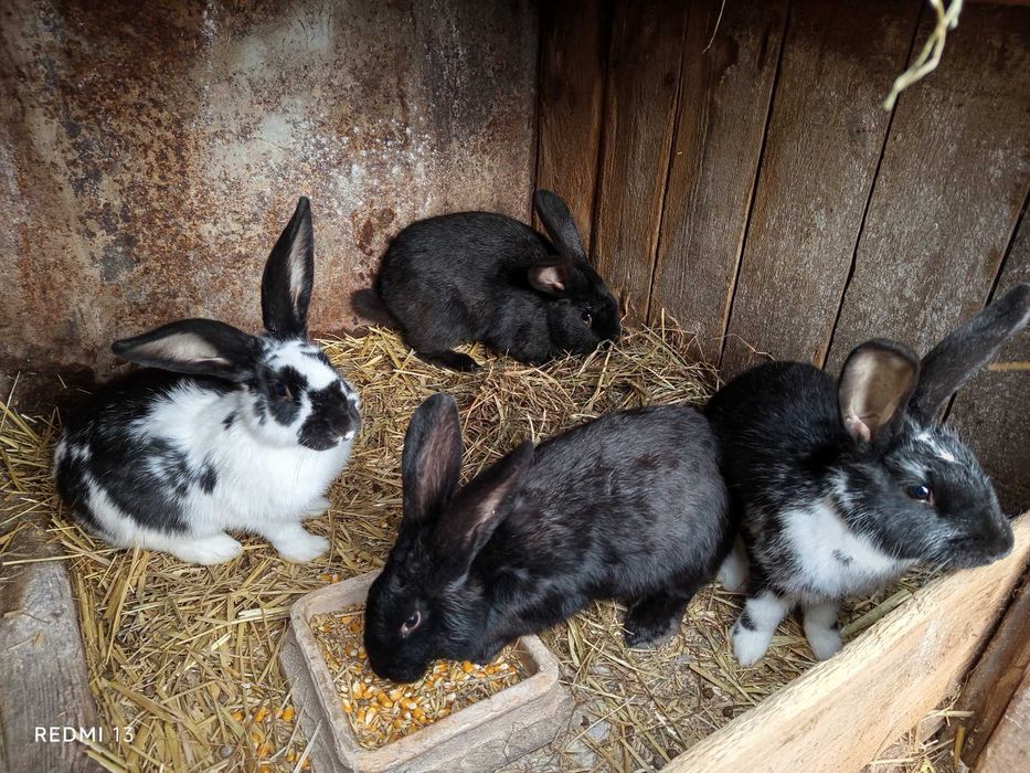 króliki mięsne mix BF /  ew tuszki