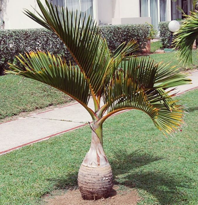 Impactantes palmeiras garrafa ou Mascarena, Hyophorbe lagenicaulis