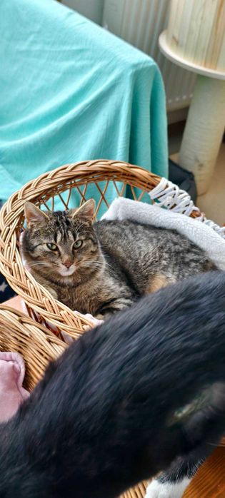 Szpinaczek uroczy kocurek