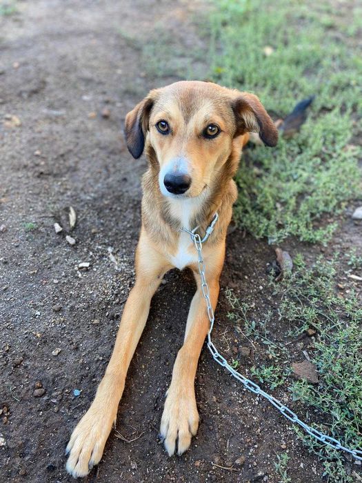 DOA-SE CADELA com 7 meses
