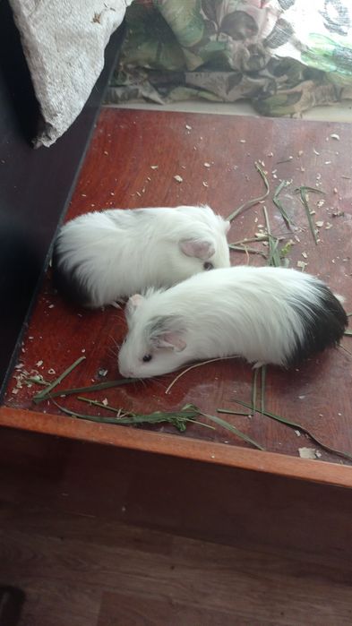 Гризунчики свинки.