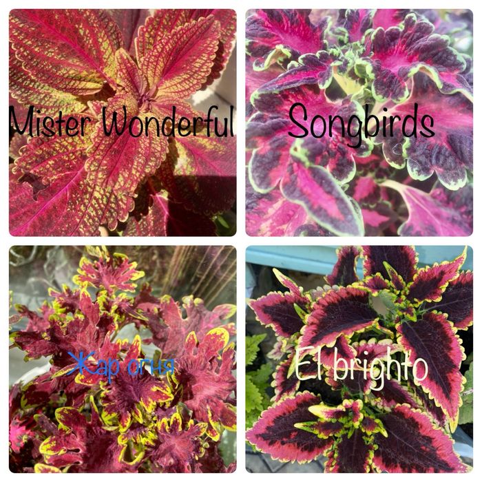 Колеуси сортові зрізі вкоріненІпомея страдесканція