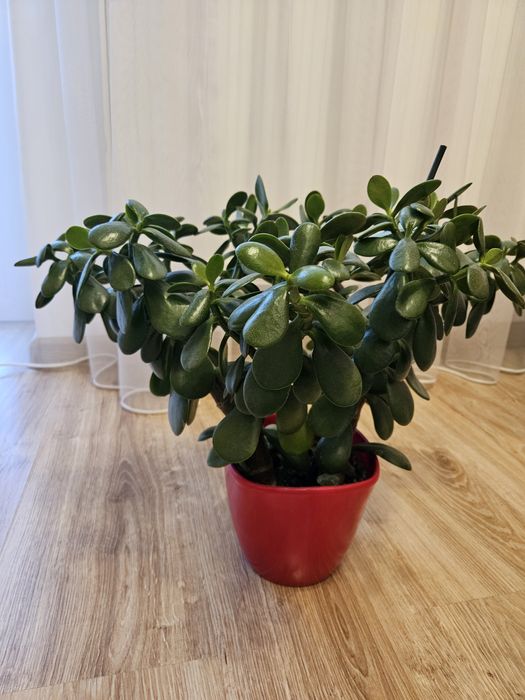 Grubość,  drzewko szczęścia bardzo duże 50cm