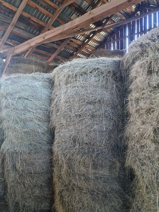 SIANO Świeże Pogodne Bele