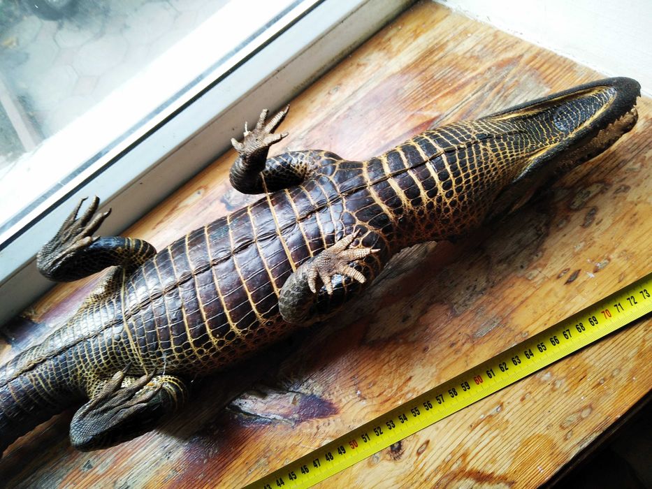 Крокодил опудало