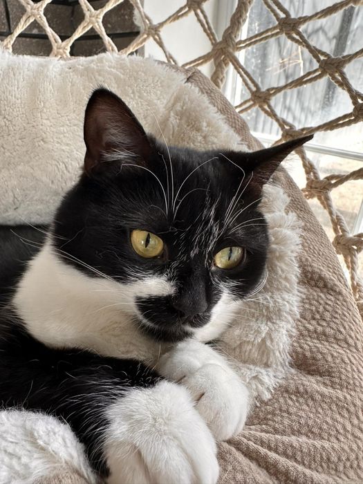 Моніка, кішка стерилізована, чудовий характер