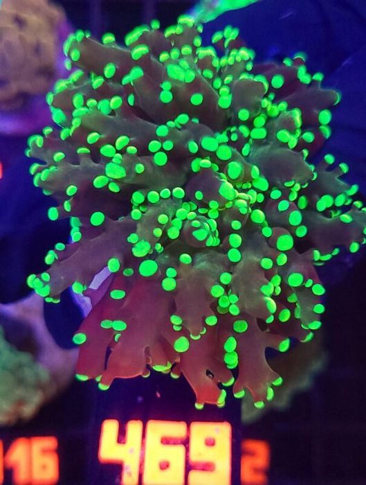 Euphyllia paradivisa toxic green tip 1h (469) [Koralowiec]