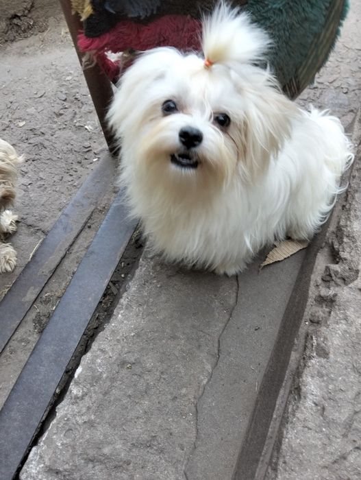 Мальчик мальтези корейские крови