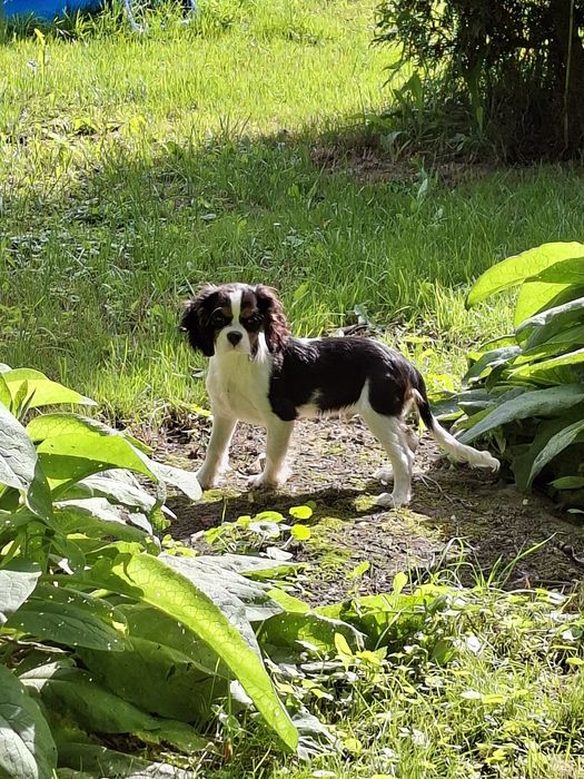 Cavalier King Charles Spaniel piesek piękny