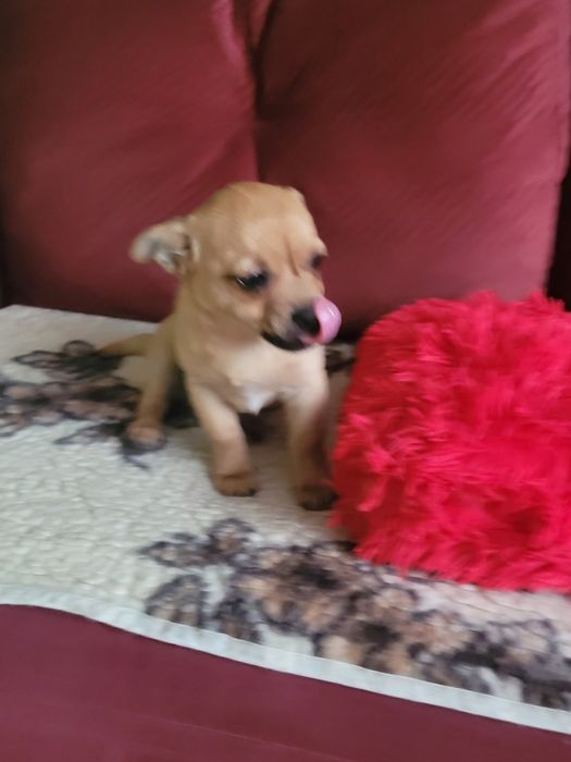 Chihuahua szczeniaczki